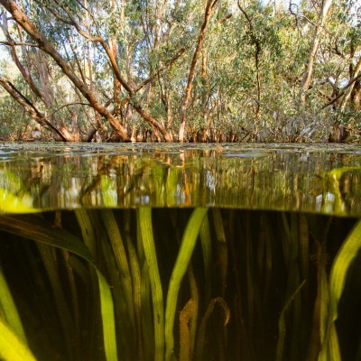 The Macquarie Marshes